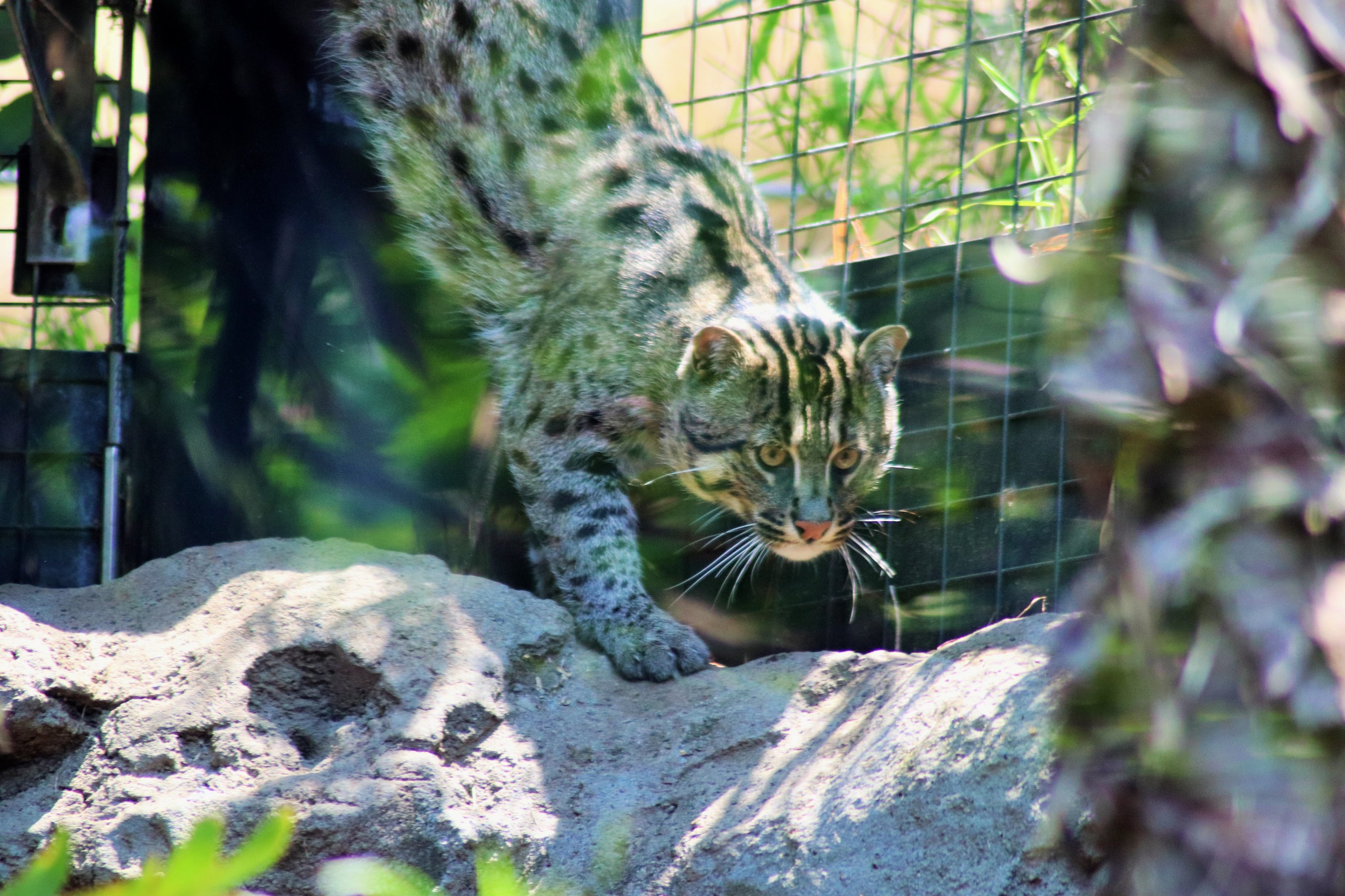 Fishing Cat (Prionailurus viverrinus)
