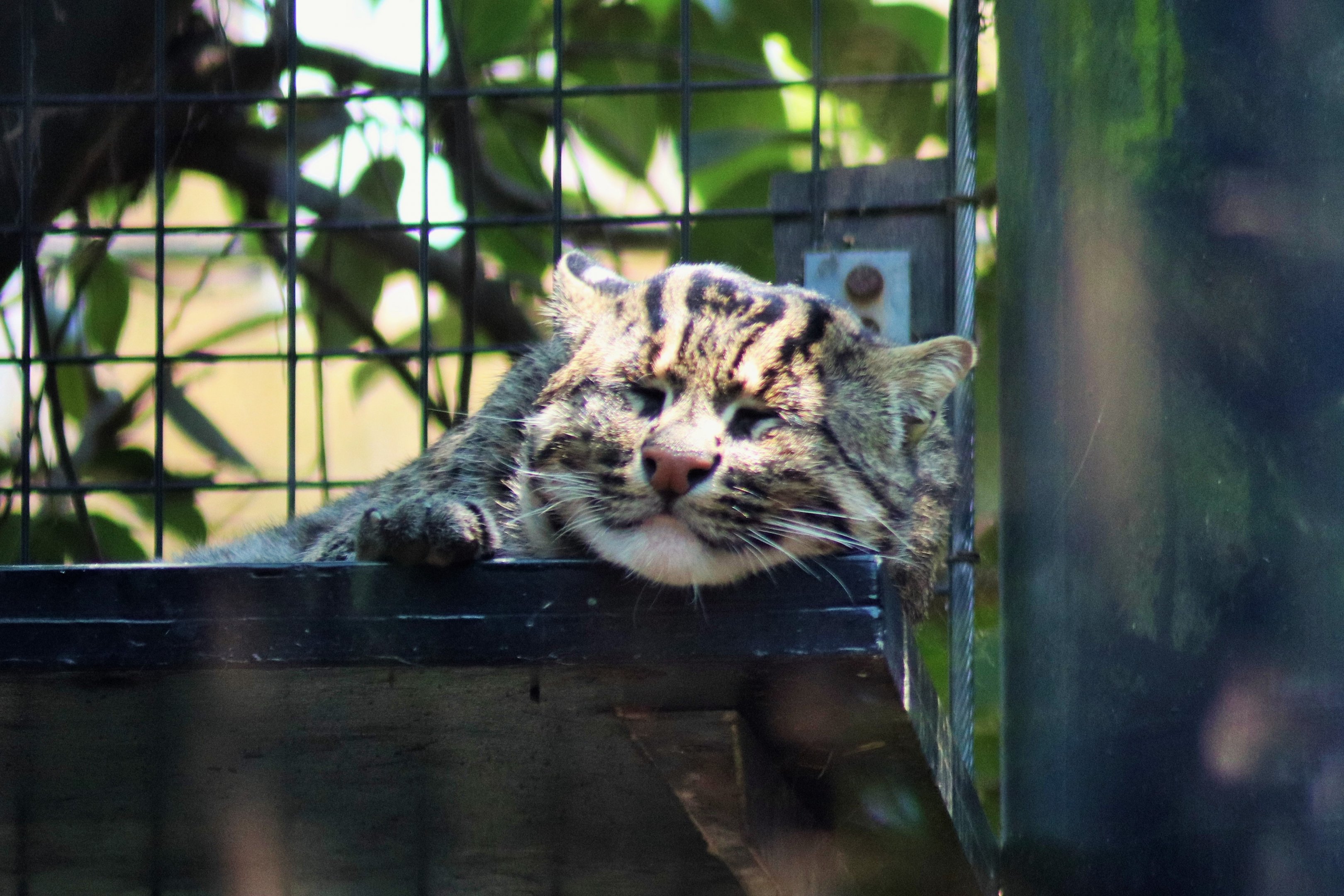 Fishing Cat (Prionailurus viverrinus)