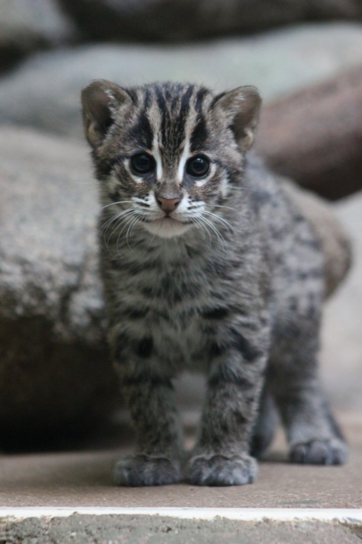 Fishing cat (Prionailurus viverrinus)