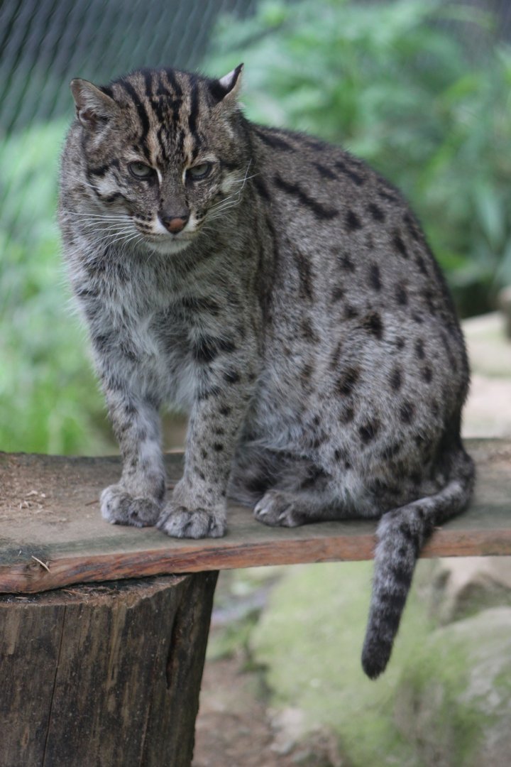 Fishing cat (Prionailurus viverrinus)