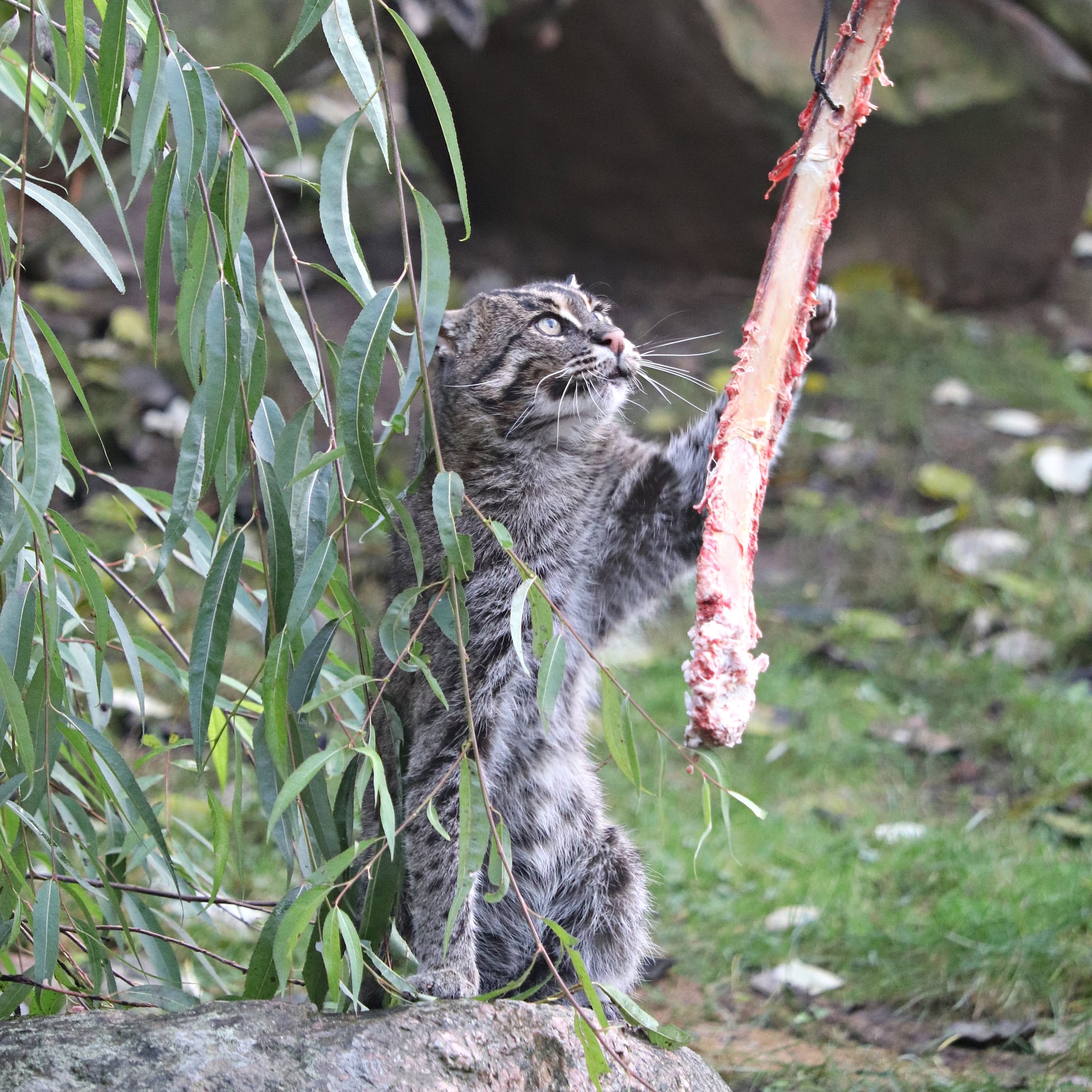 Fishing cat (Prionailurus viverrinus)