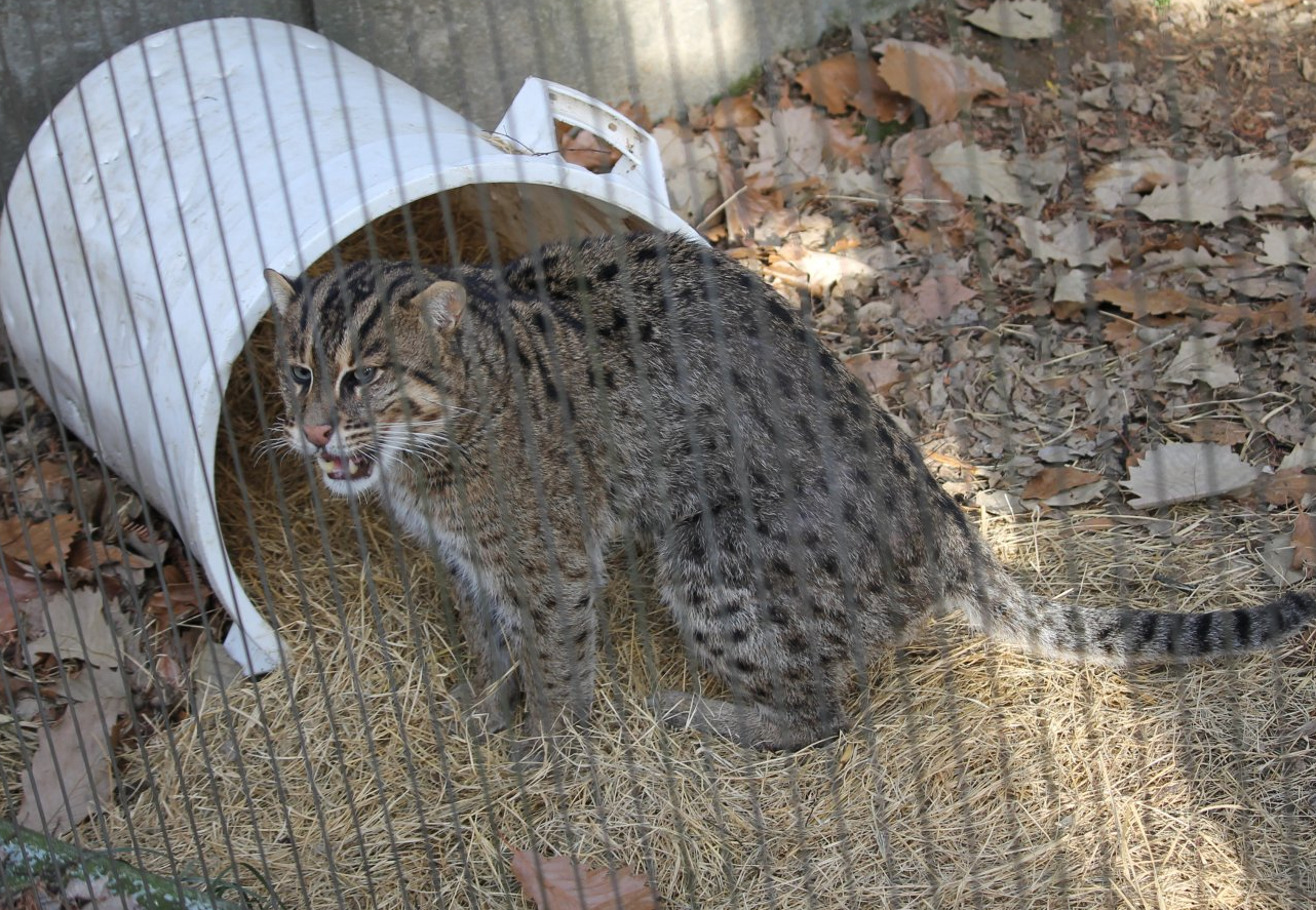 Fishing cat (Prionailurus viverrinus)