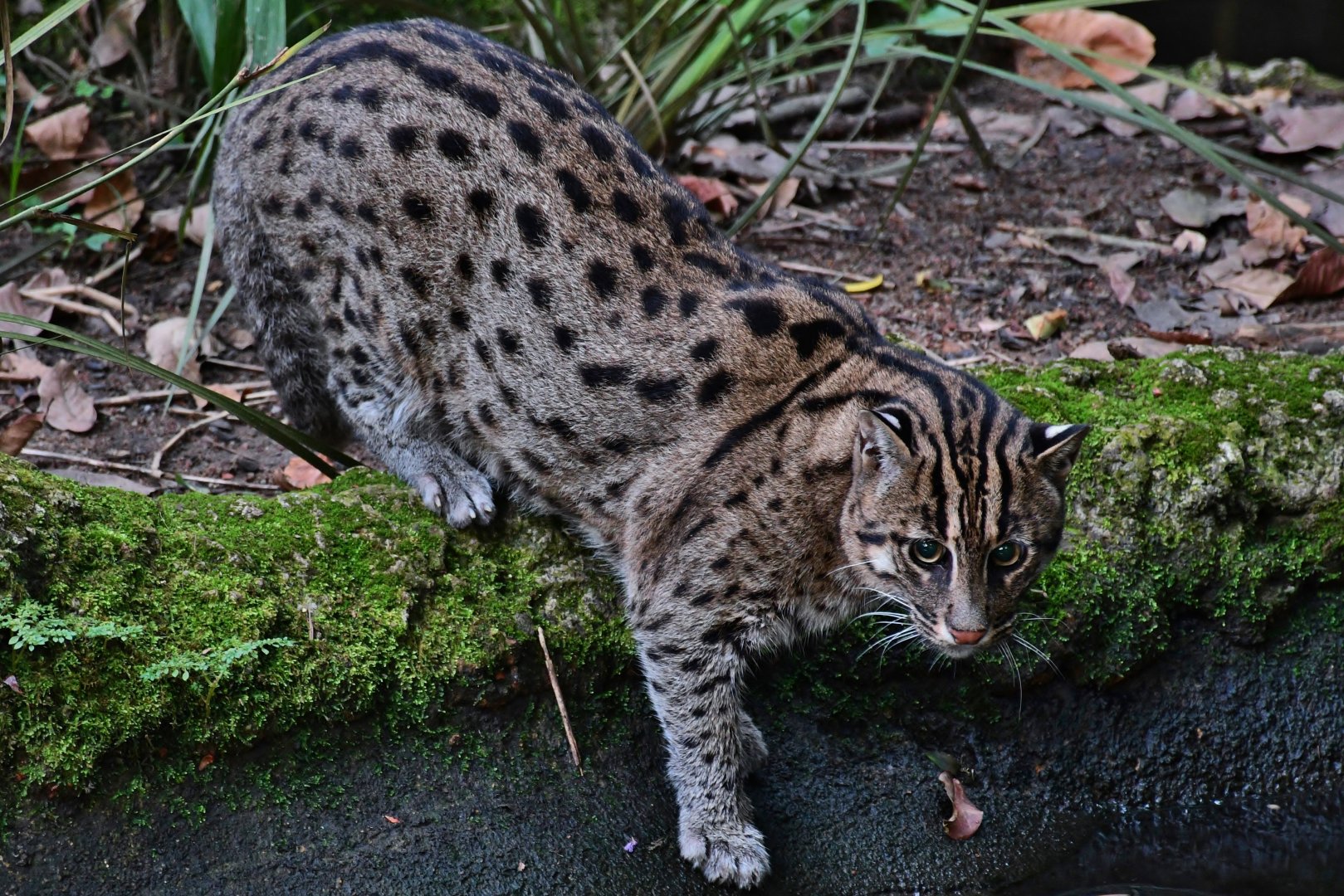 Fishing Cat (Prionailurus viverrinus)