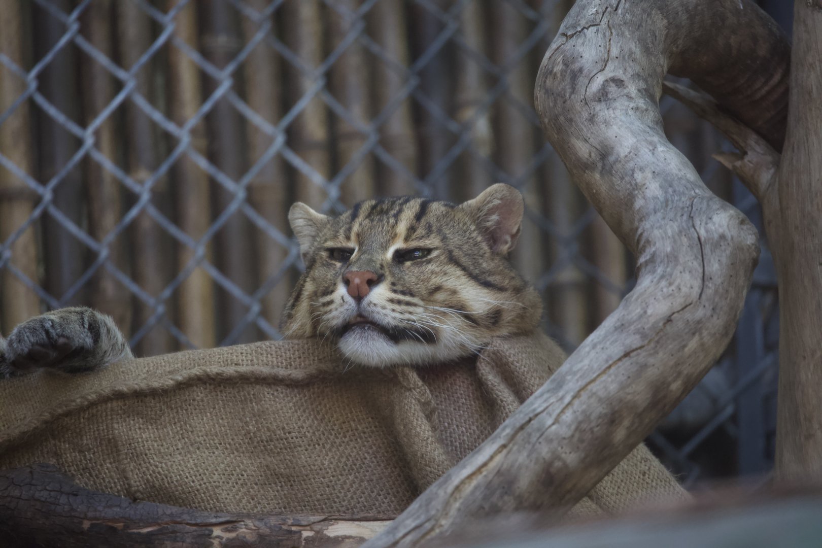 Fishing Cat/ Prionailurus viverrinus