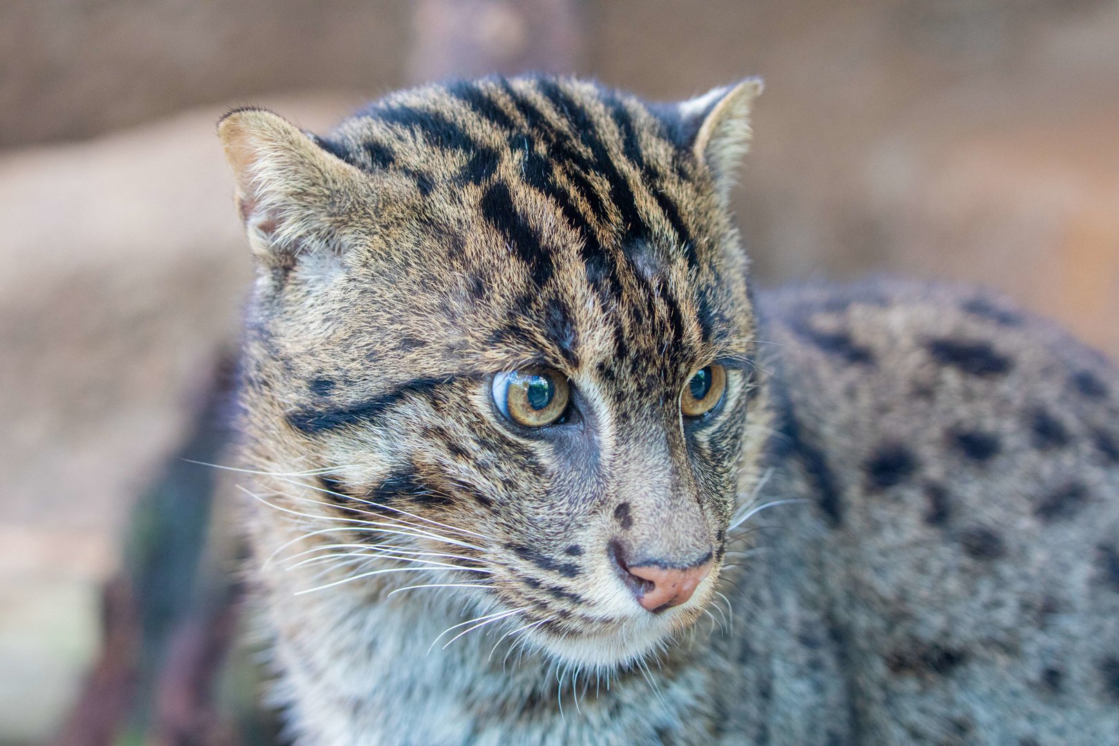 fishing cat (Prionailurus viverrinus)