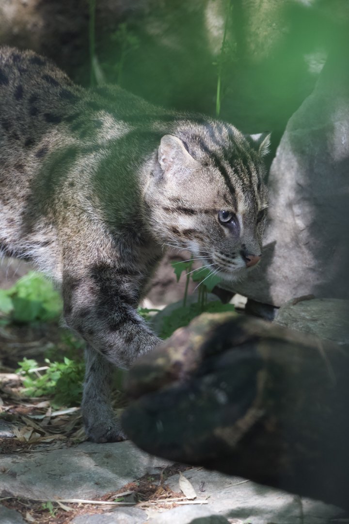 Fishing Cat/ Prionailurus viverrinus