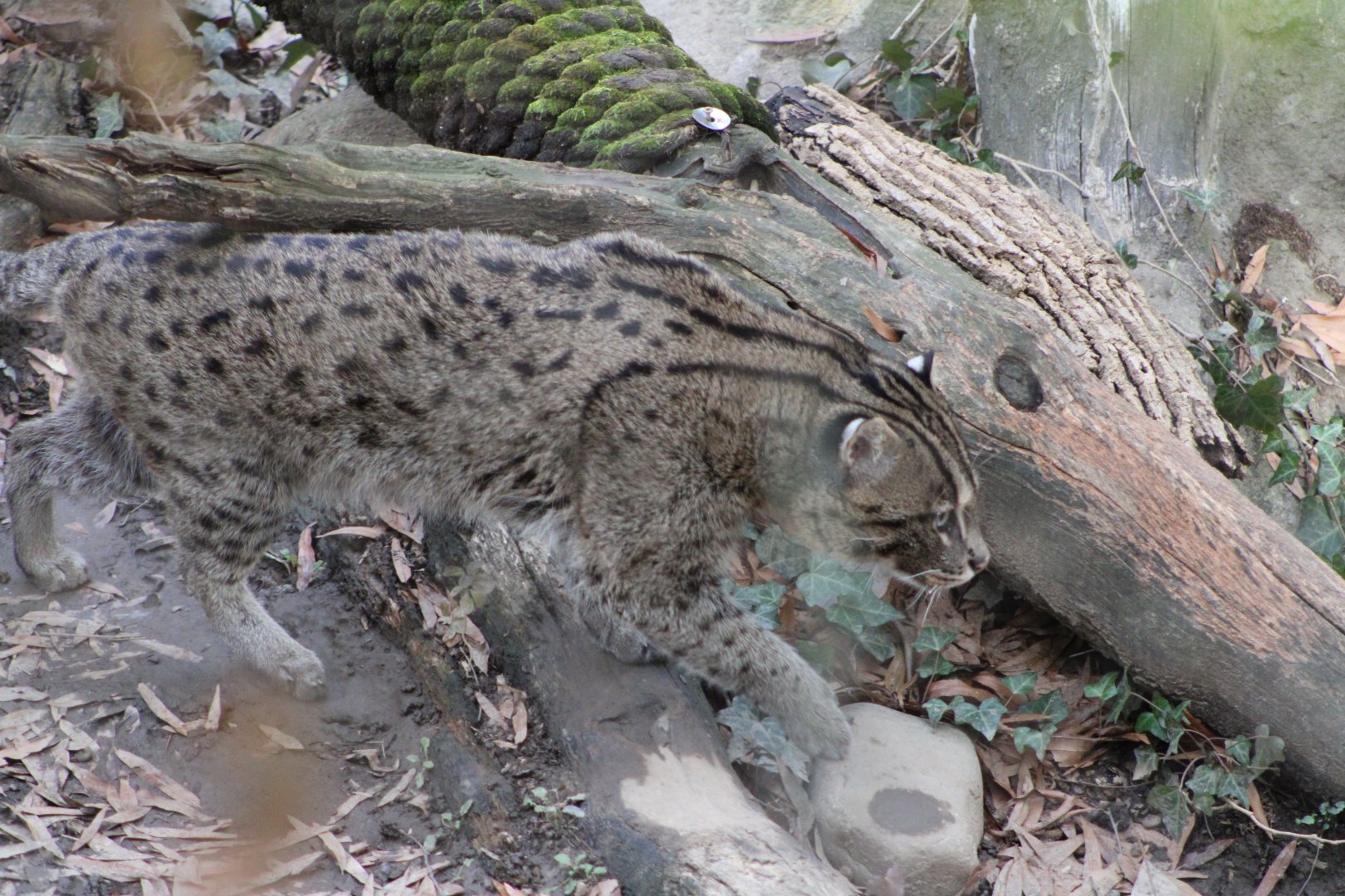 Fishing Cat (Prionailurus viverrinus)