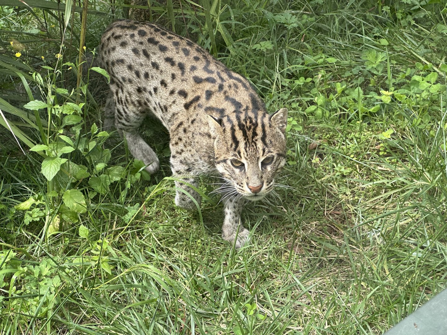 Fishing cat (Prionailurus viverrinus)