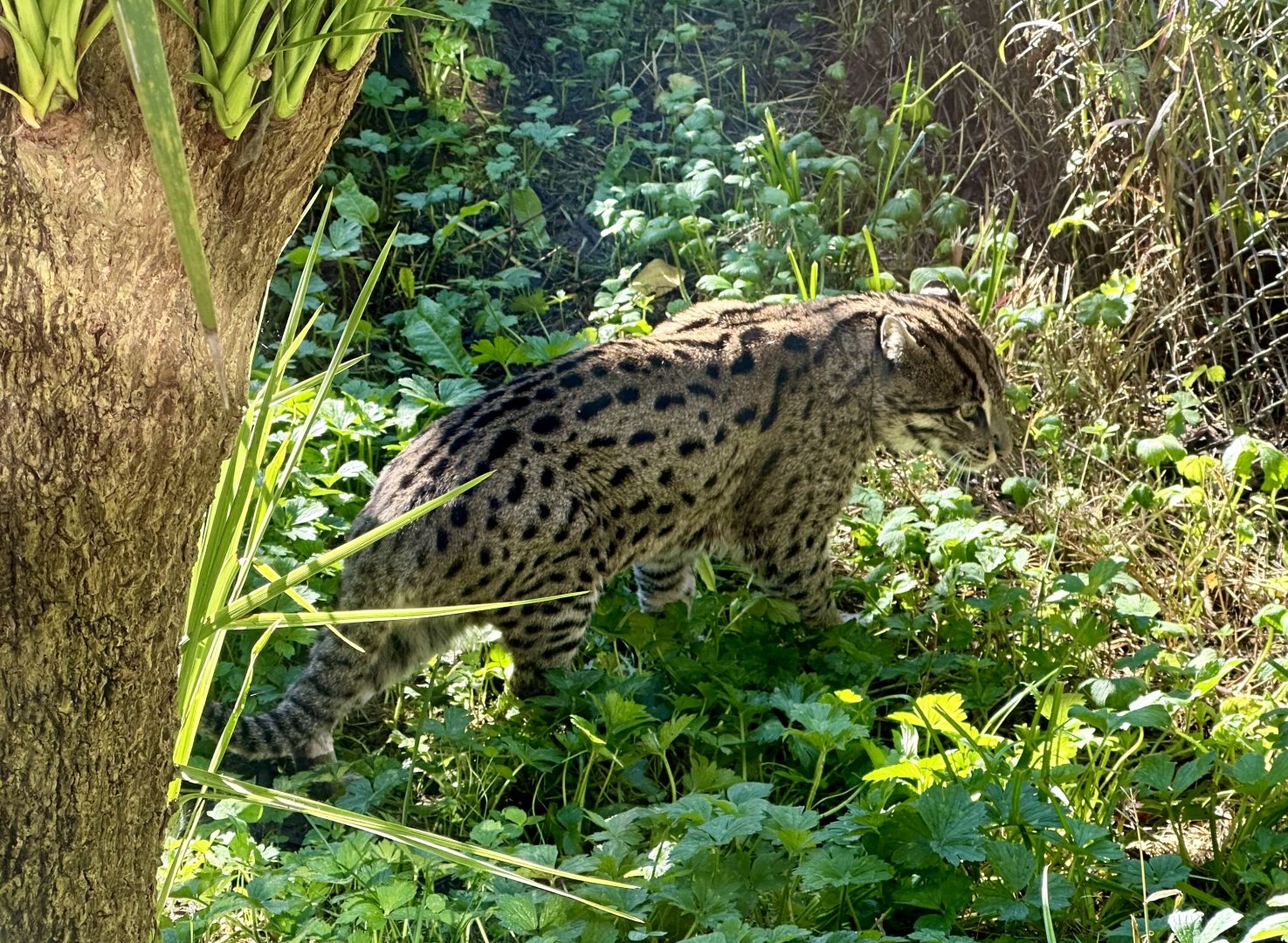 Fishing cat (Prionailurus viverrinus)