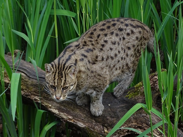 Fishing cat (Prionailurus viverrinus)