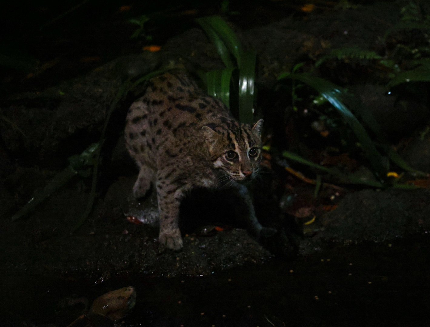 Fishing Cat (Prionailurus viverrinus)