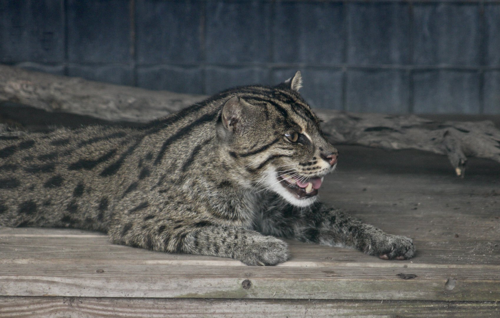 Fishing Cat (Prionailurus viverrinus)