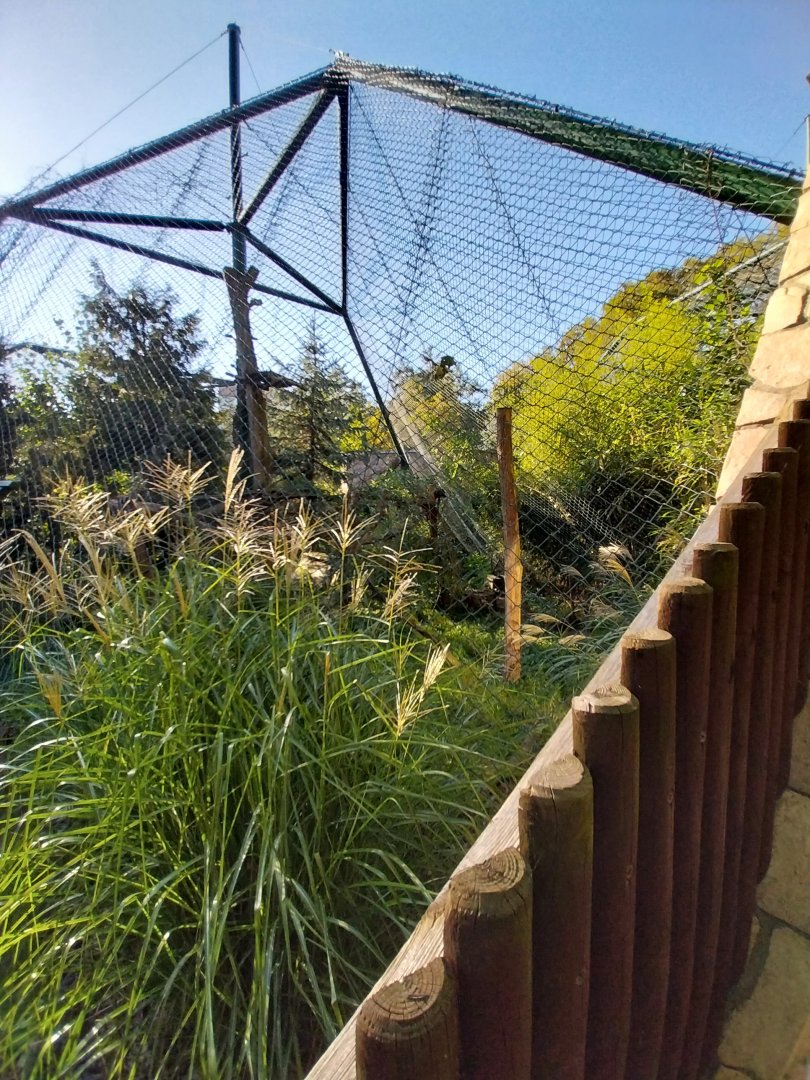 Fishing Cat (Prionailurus viverrinus)