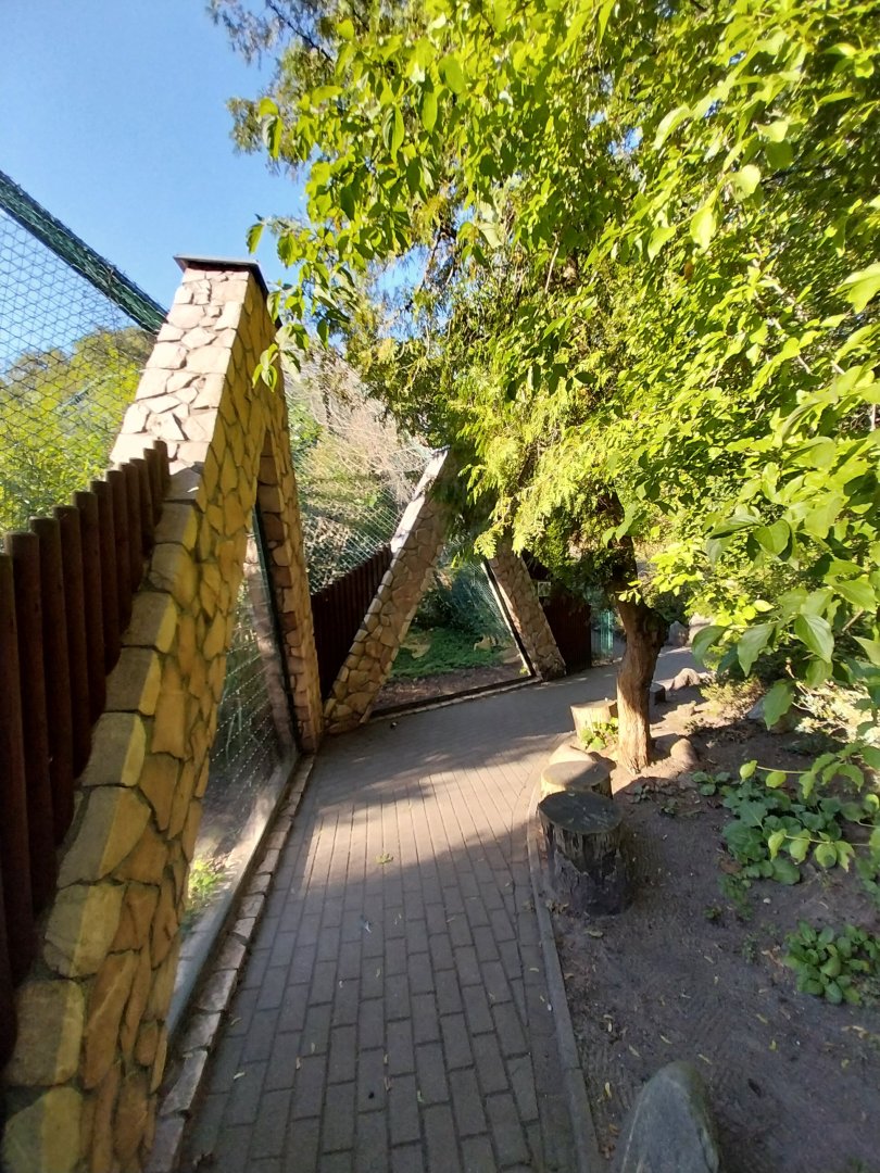 Fishing Cat (Prionailurus viverrinus)