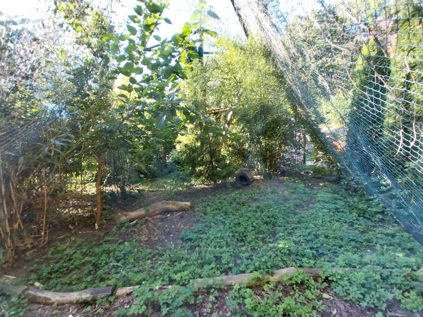 Fishing Cat (Prionailurus viverrinus)