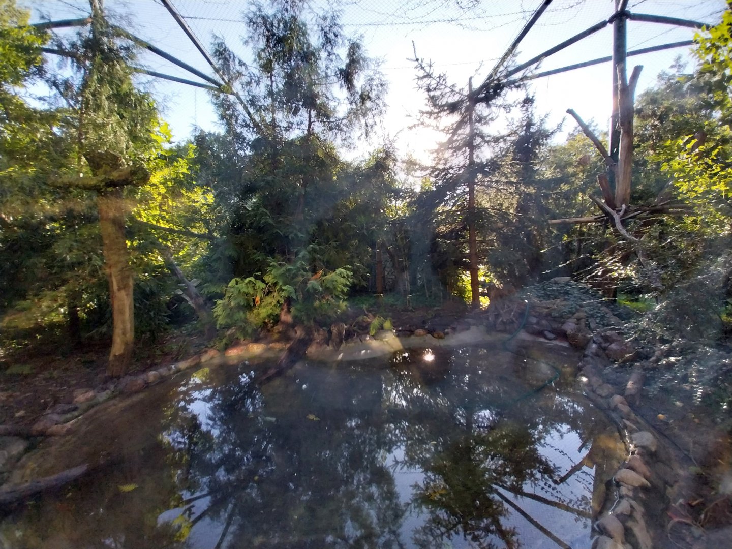 Fishing Cat (Prionailurus viverrinus)