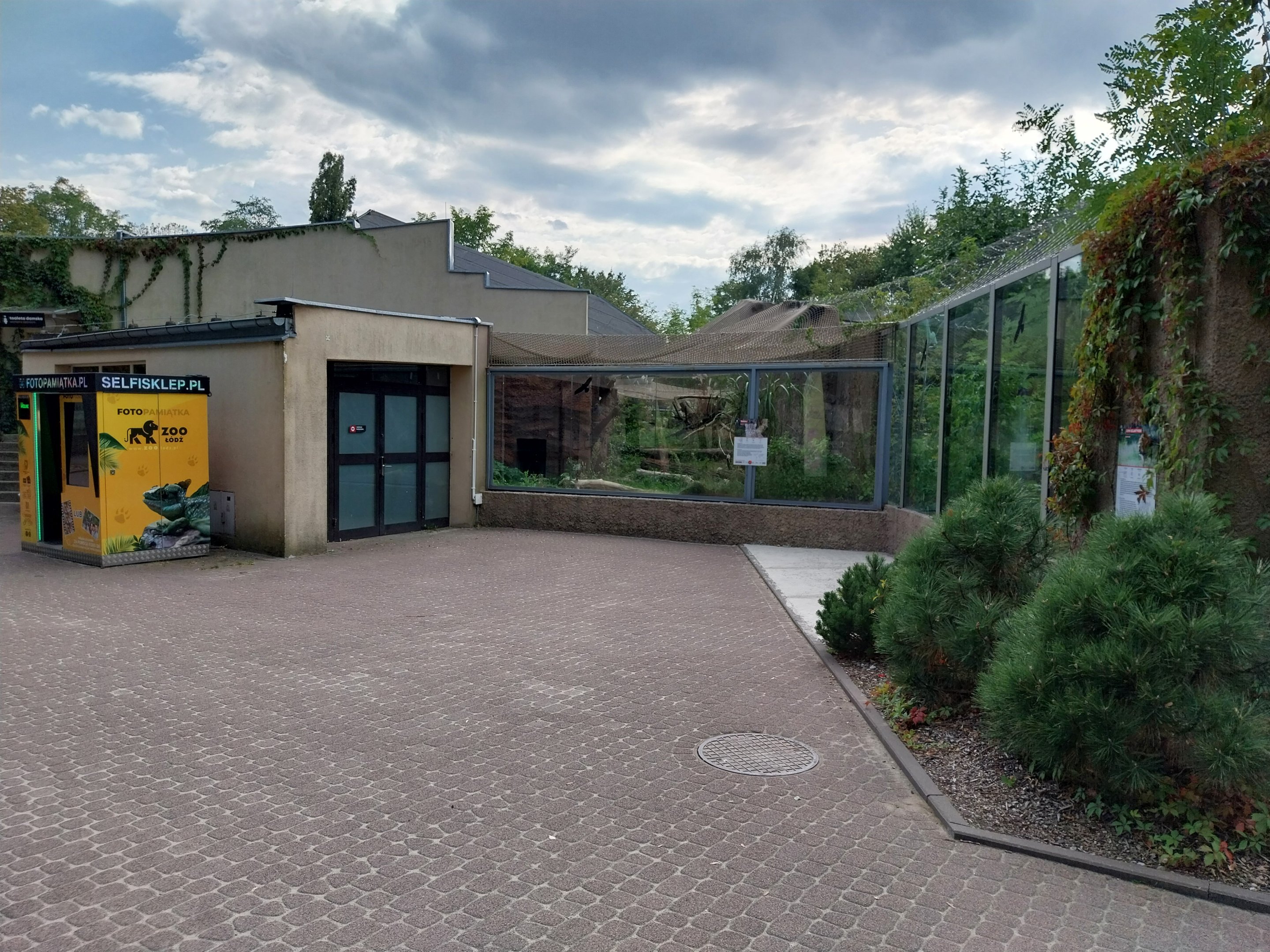 Fishing Cat (Prionailurus viverrinus)