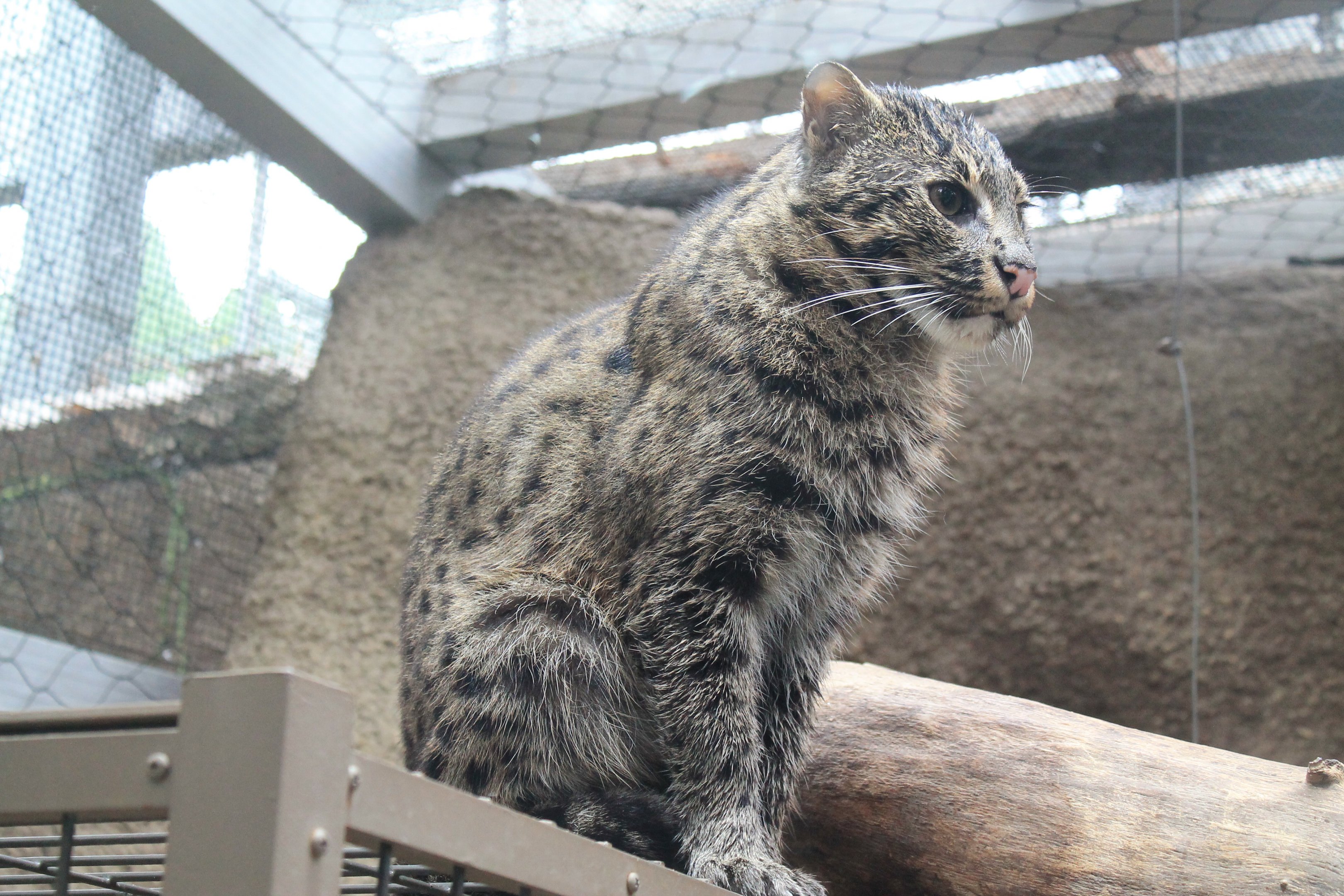 Fishing Cat (Prionailurus viverrinus)