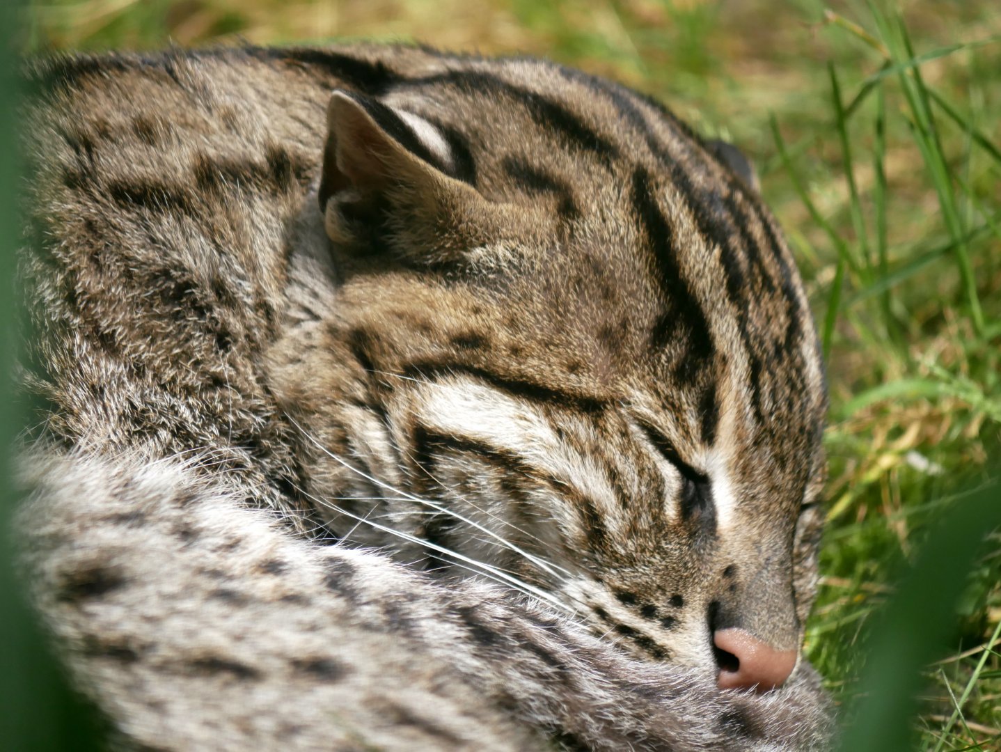 Fishing cat (Prionailurus viverrinus)