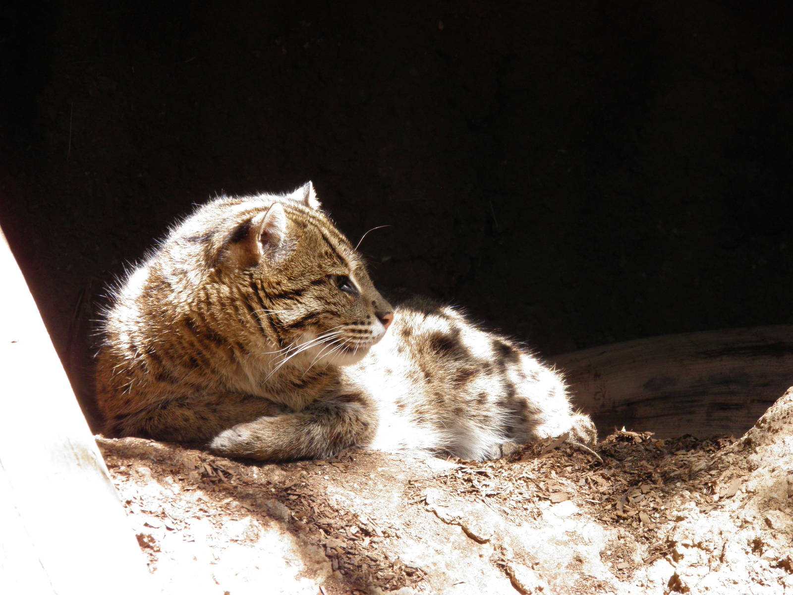 Fishing Cat relaxing