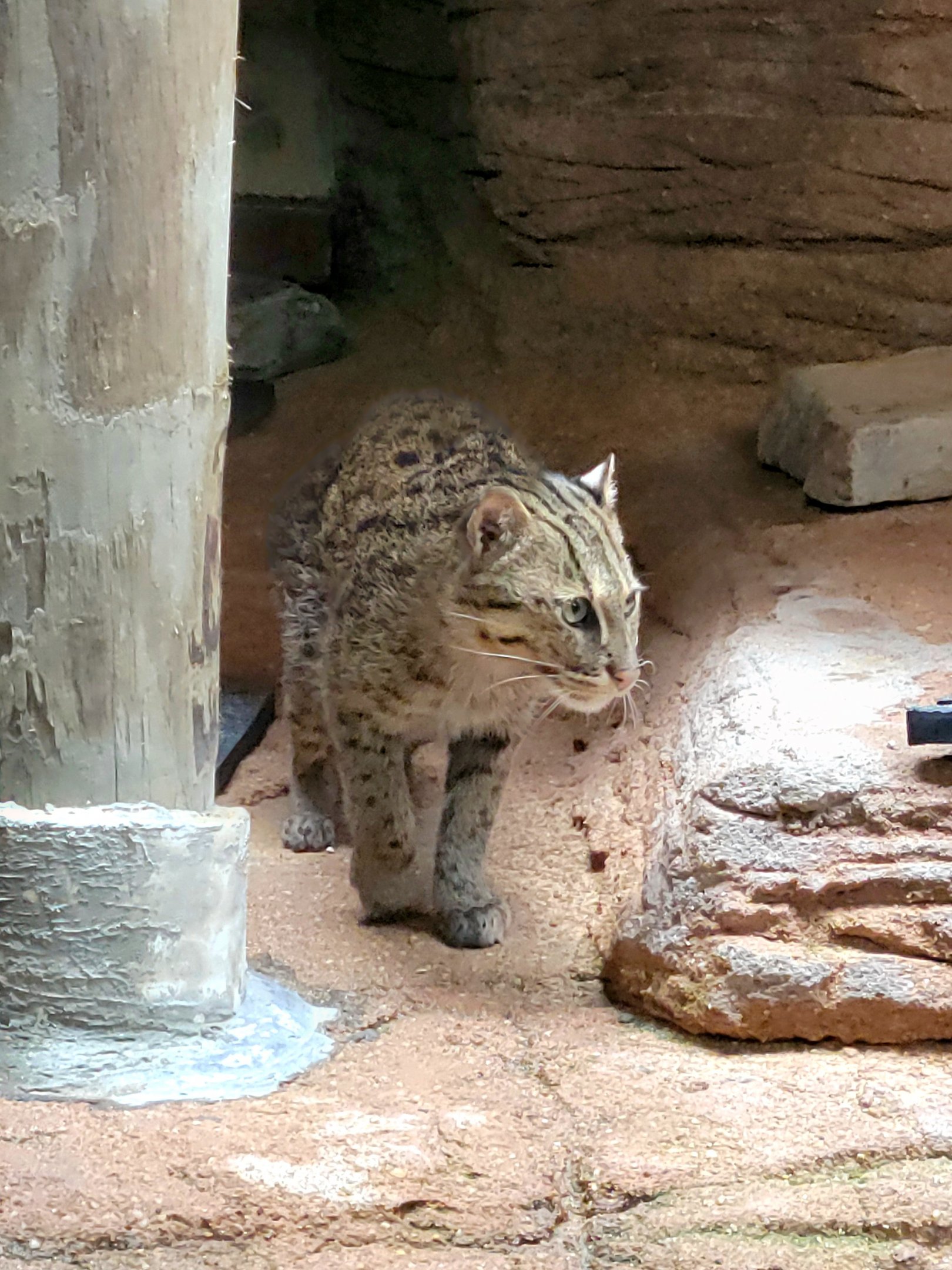 Fishing Cat-Riverbanks Zoo