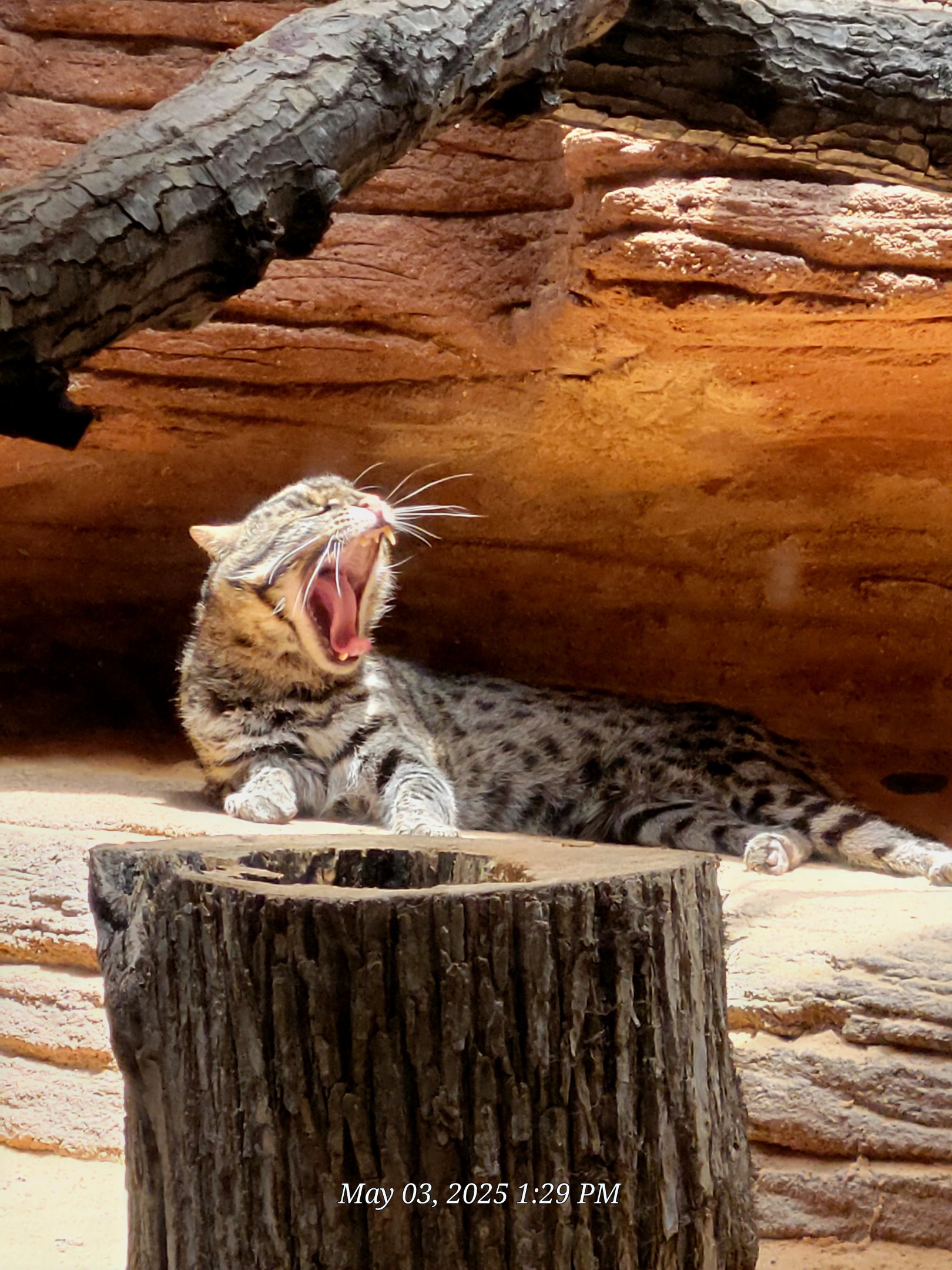 Fishing Cat-Riverbanks Zoo