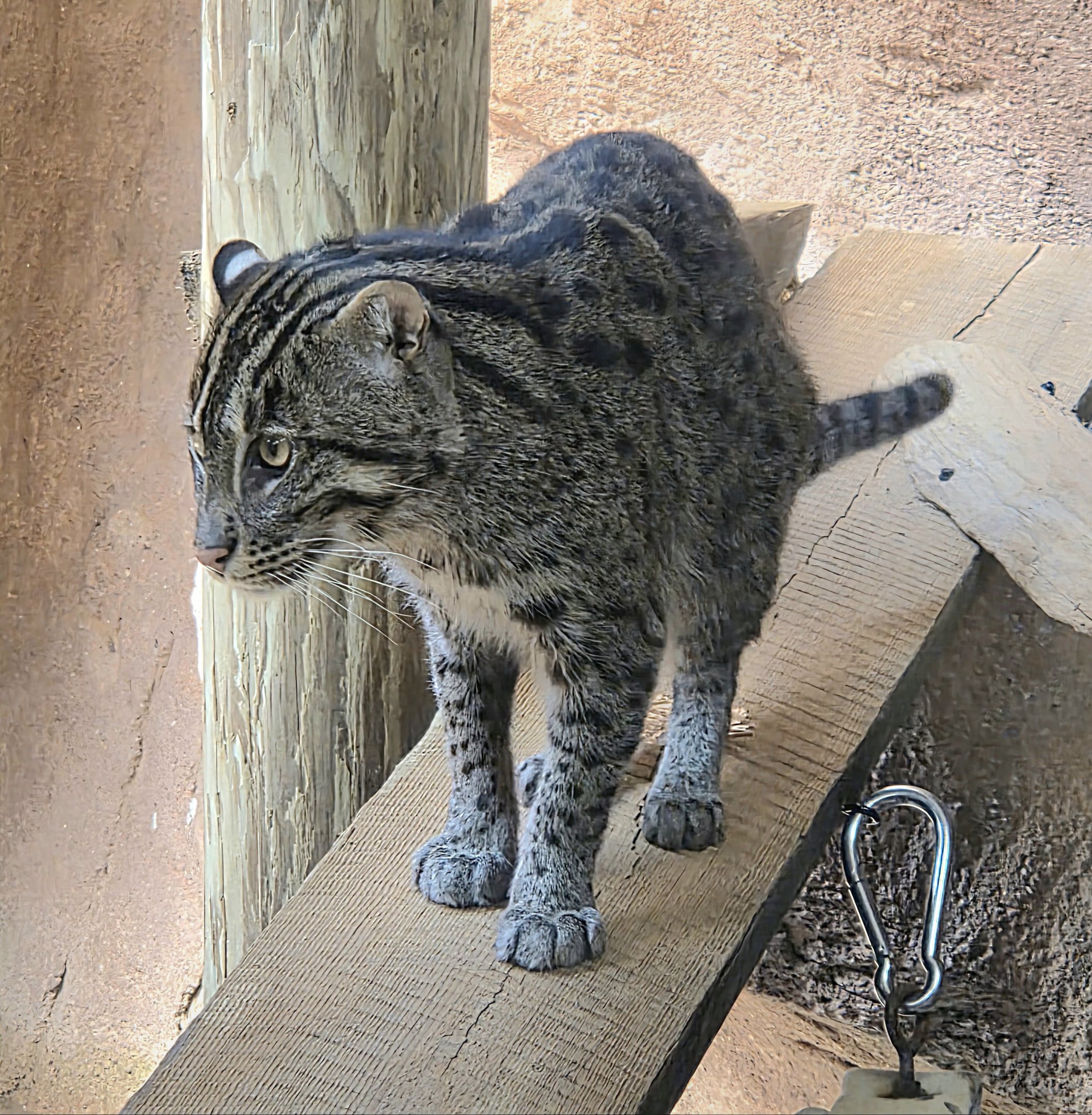 Fishing Cat-Riverbanks Zoo