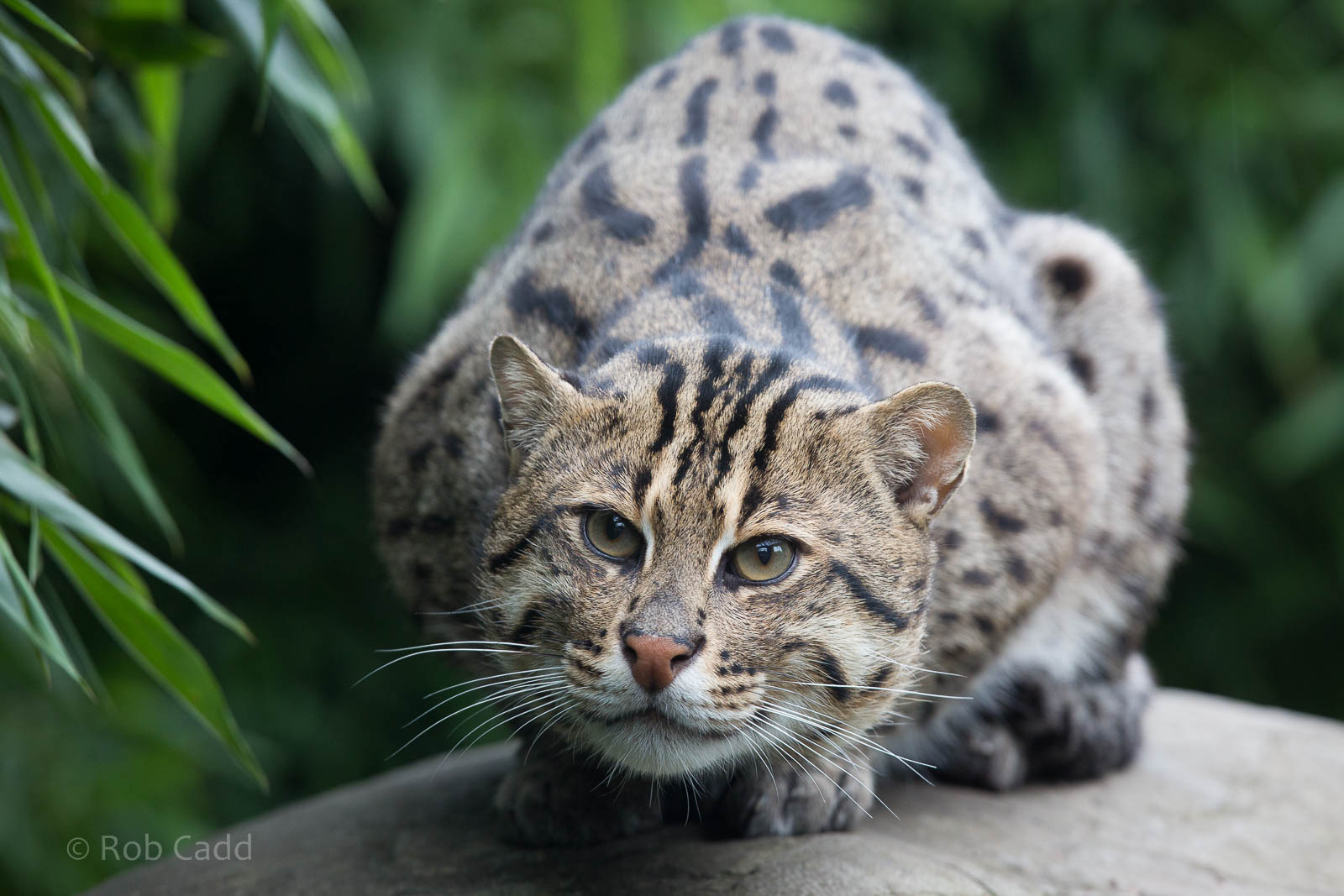 Fishing cat : RSCC : 12 Oct 2014