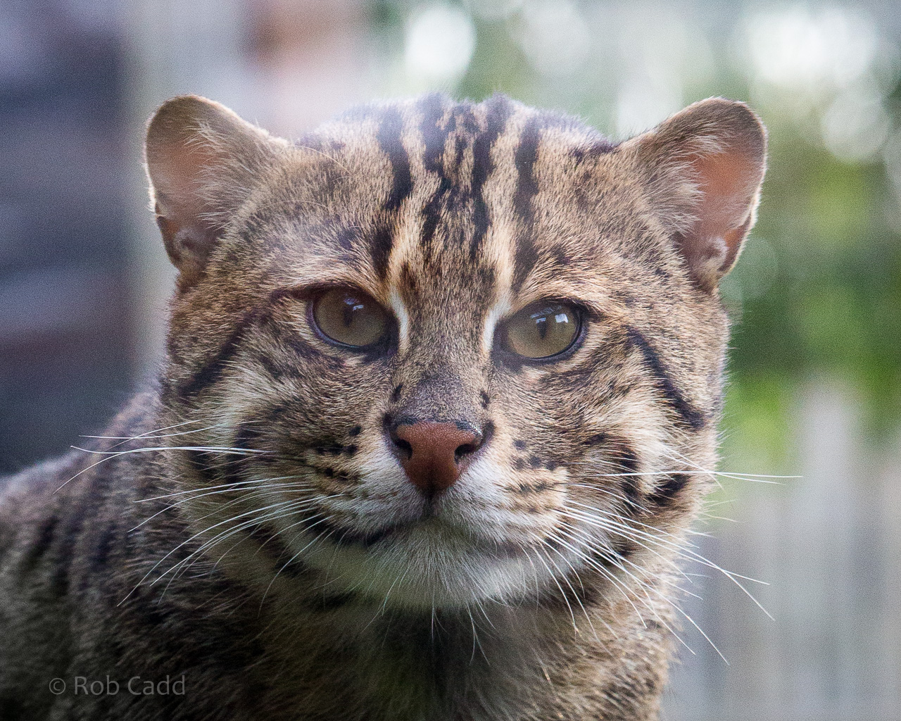 Fishing cat : RSCC : 17 Oct 2014