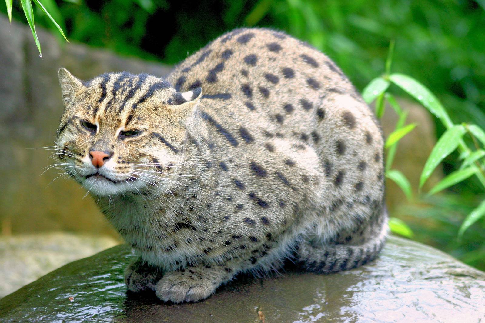 Fishing cat; RSCC; 20th July 2014