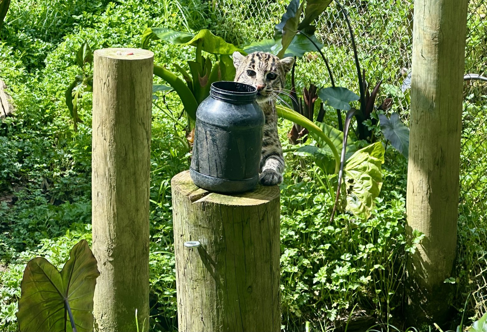 Fishing Cat (Scent Enrichment)