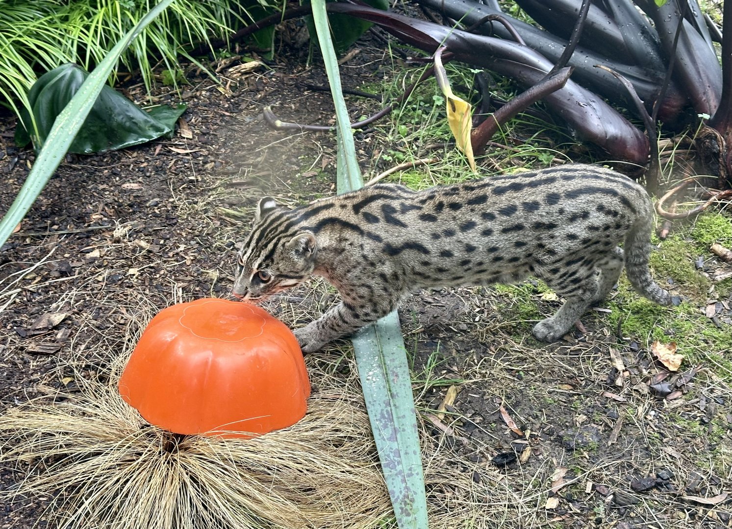 Fishing Cat (Sensory Enrichment)