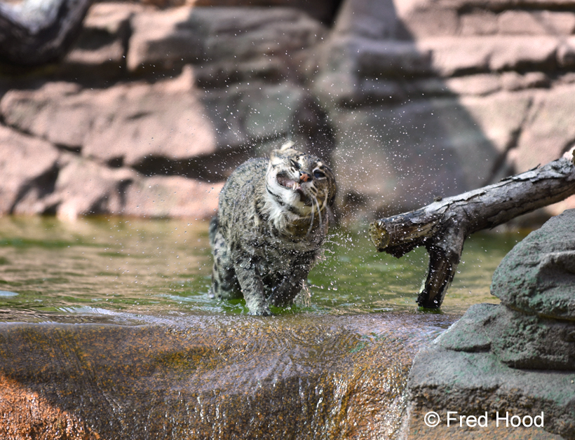 fishing cat shaking off water