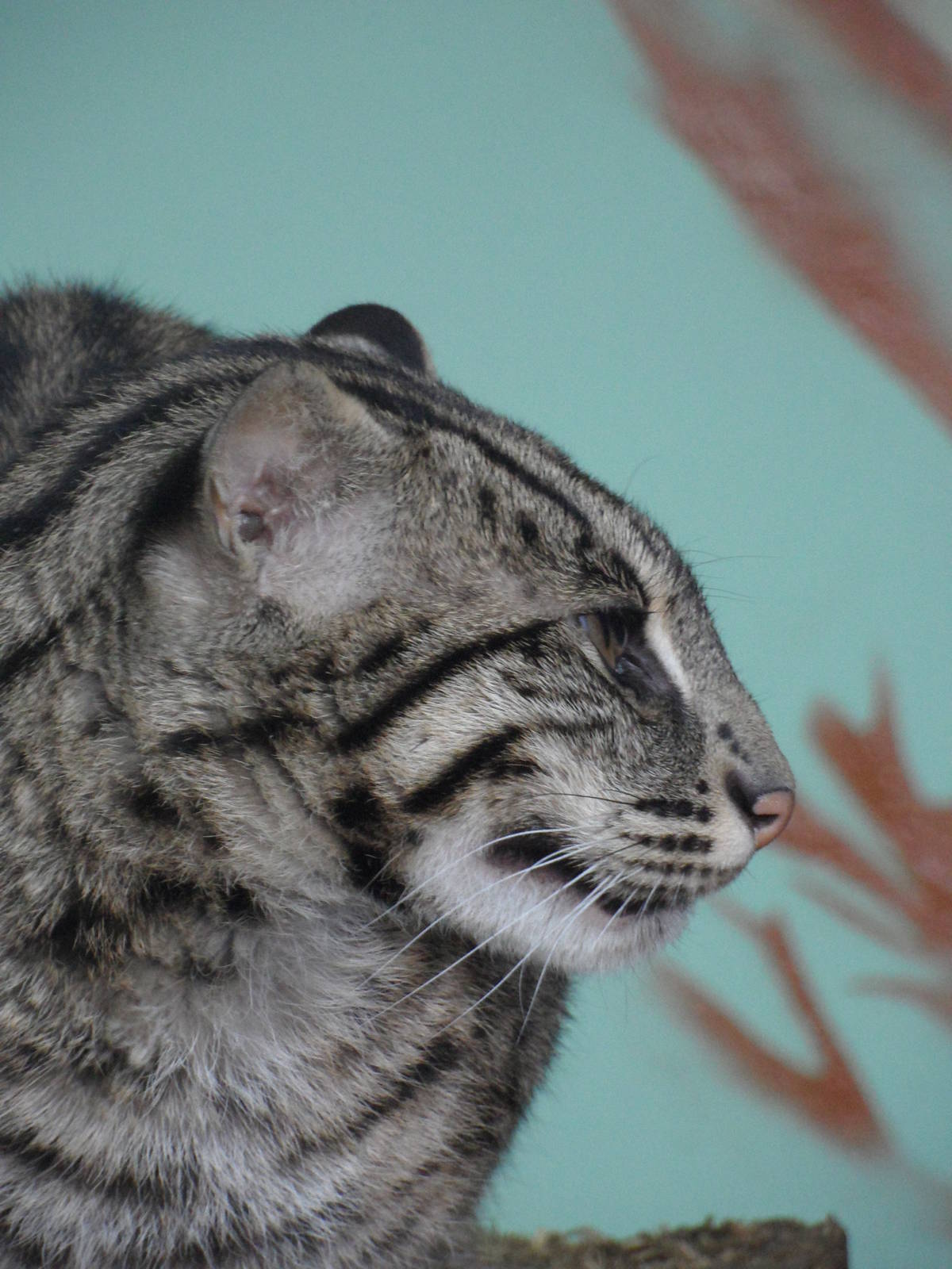 Fishing cat, side view