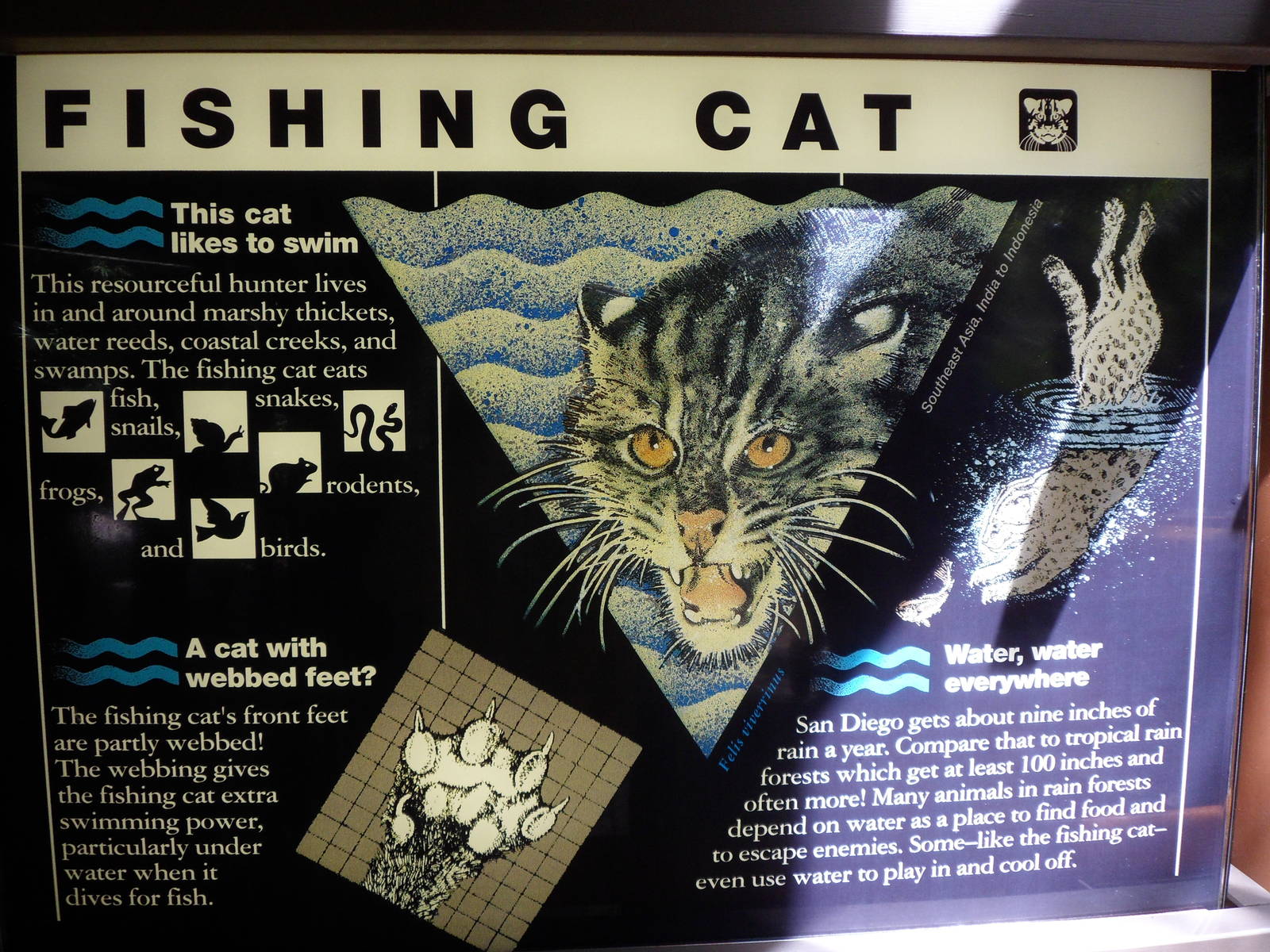 Fishing Cat Sign