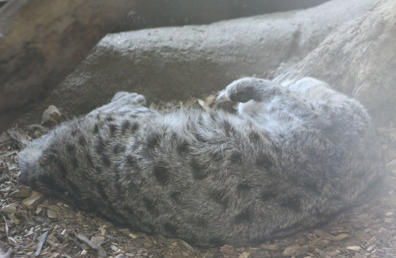 Fishing cat - sleeping