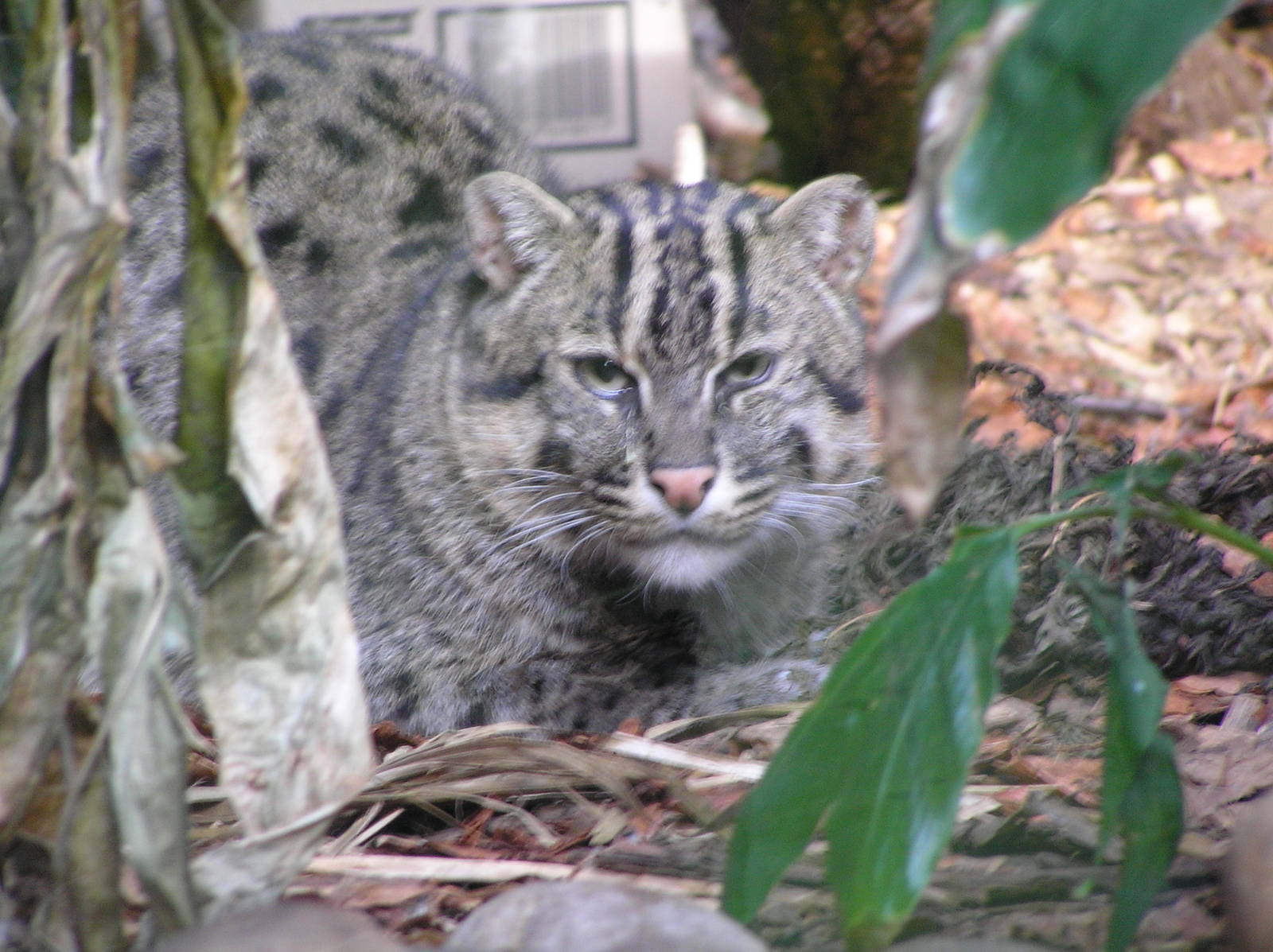 Fishing cat - Taronga 05