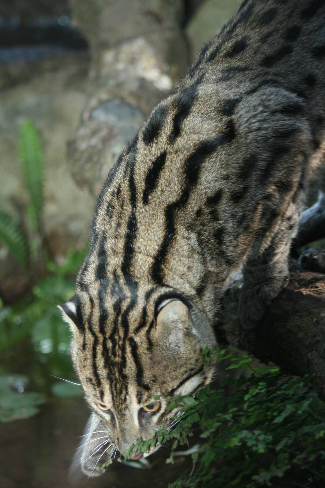 Fishing cat taronga zoo