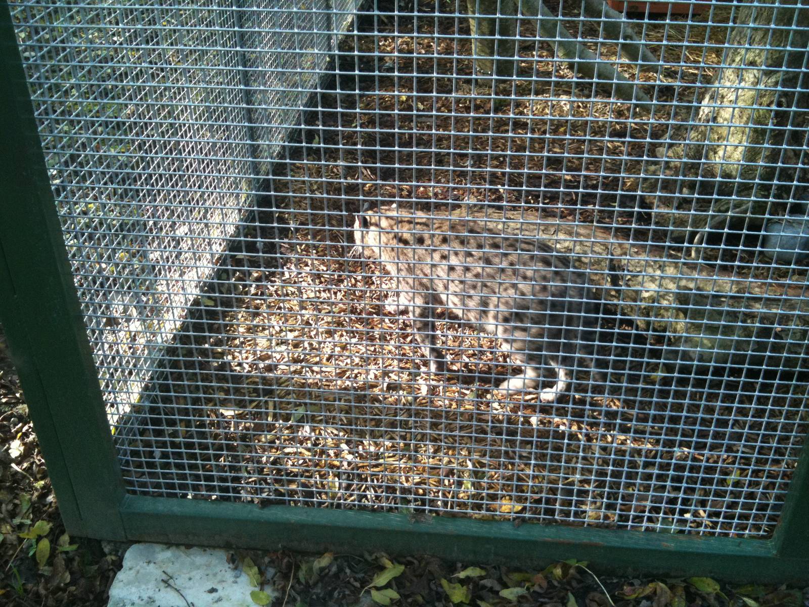 Fishing Cat - Tayto Park