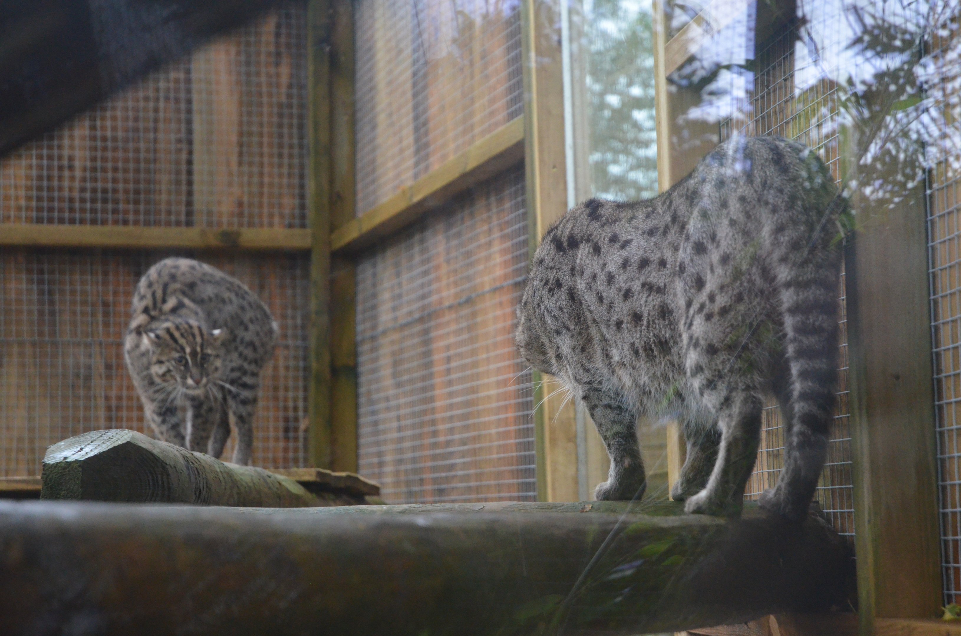 Fishing Cat Tension at Axe Valley, 02/11/19