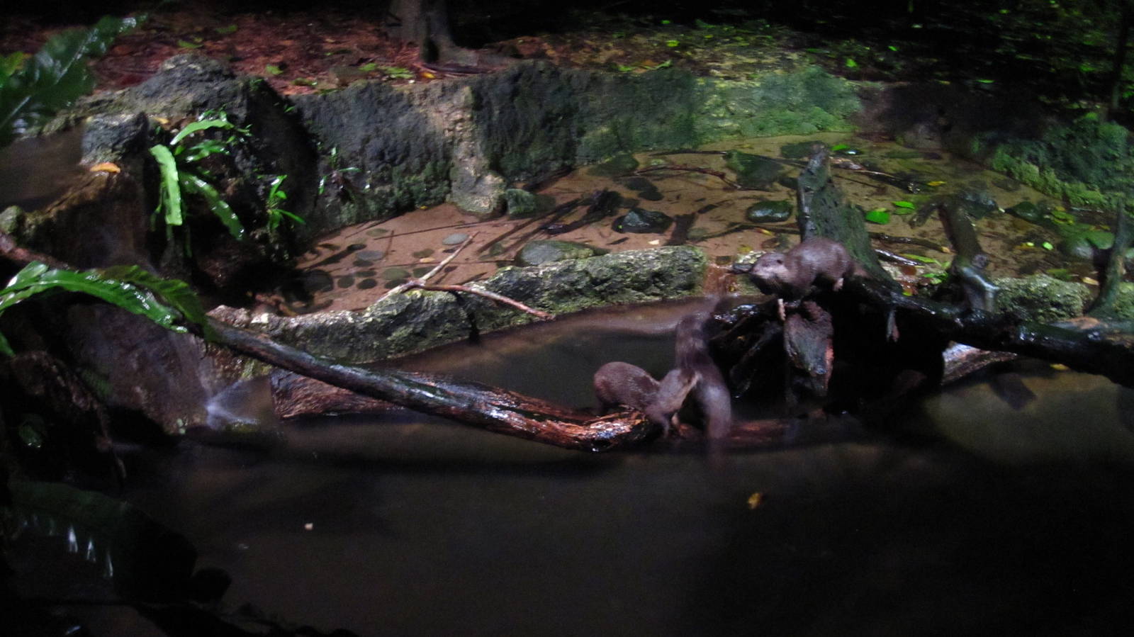 Fishing Cat Trail - Asian Small-clawed Otters