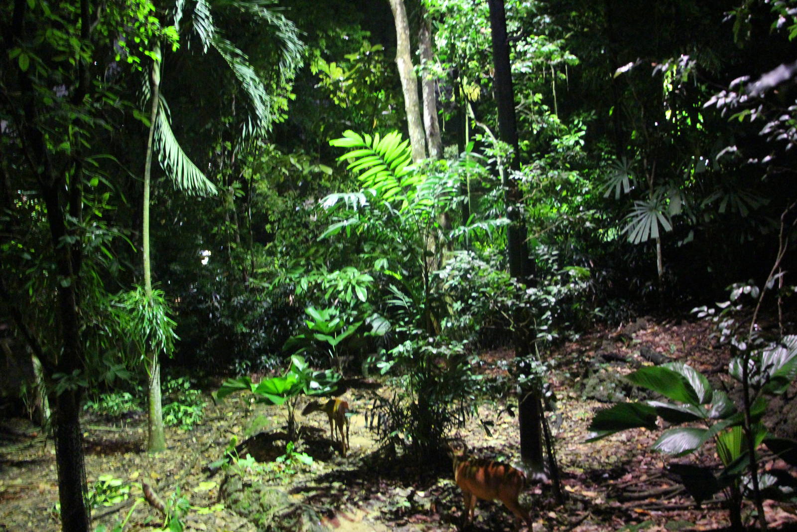 Fishing Cat Trail - Barking Deer exhibit