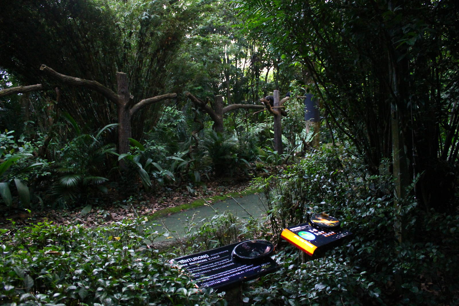 Fishing Cat Trail - Binturong exhibit