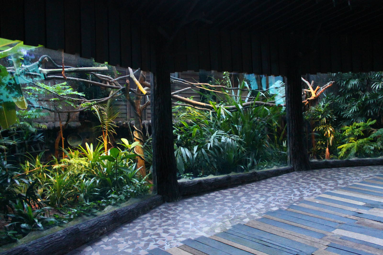 Fishing Cat Trail - Common Palm Civet exhibit