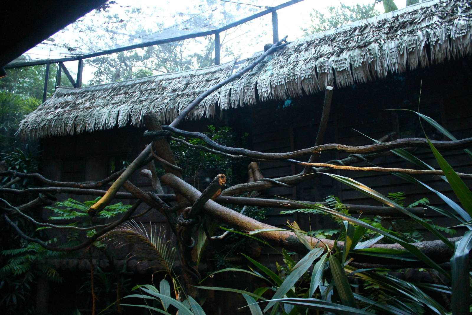 Fishing Cat Trail - Common Palm Civet exhibit