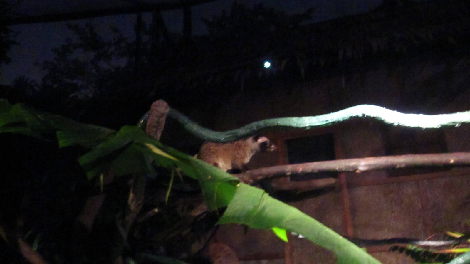 Fishing Cat Trail - Common Palm Civet