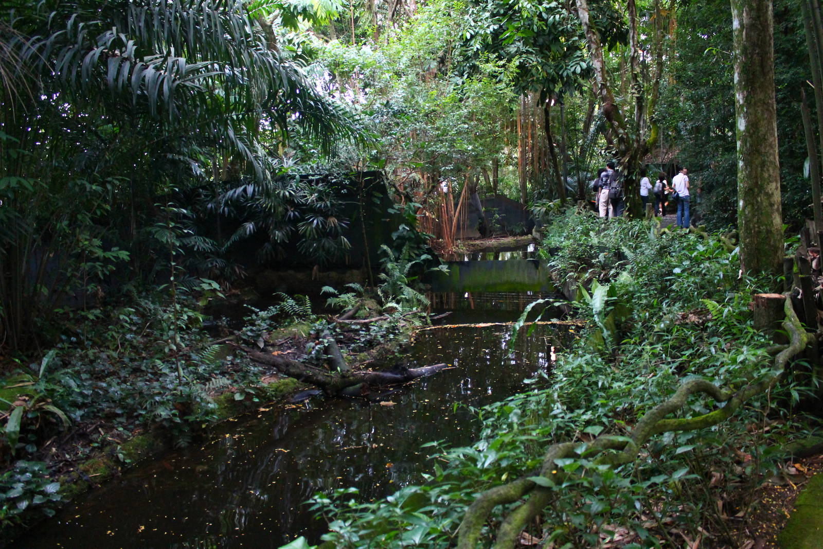 Fishing Cat Trail - Fishing Cat exhibit