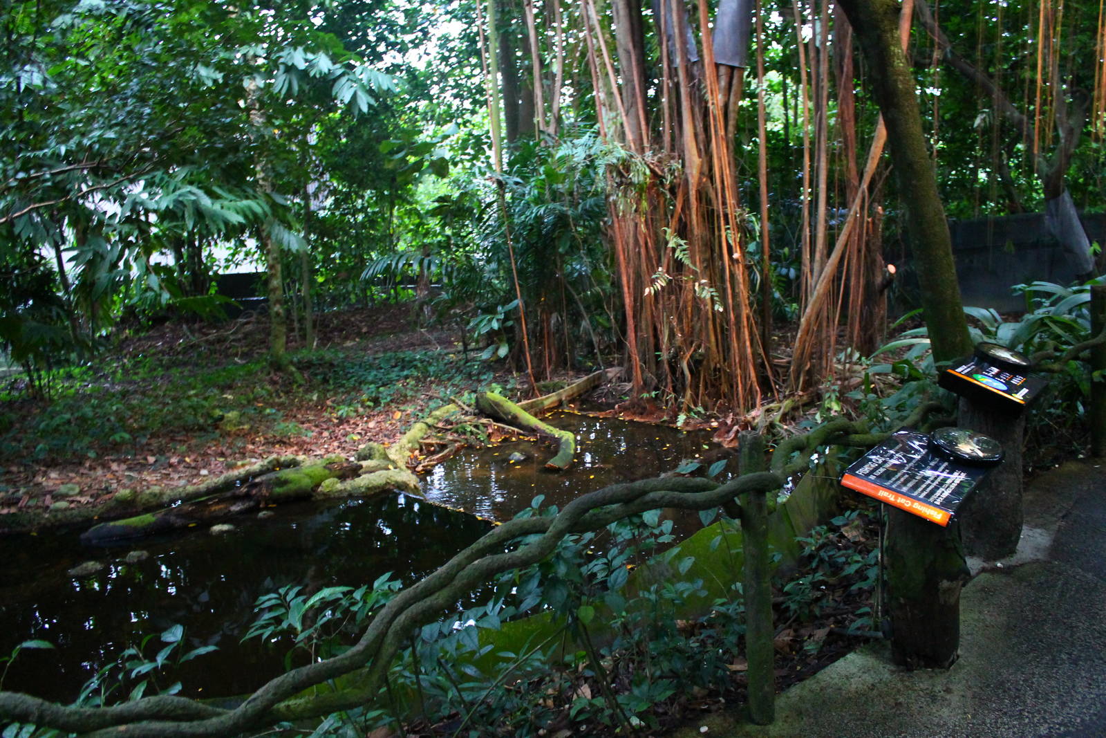 Fishing Cat Trail - Fishing Cat exhibit