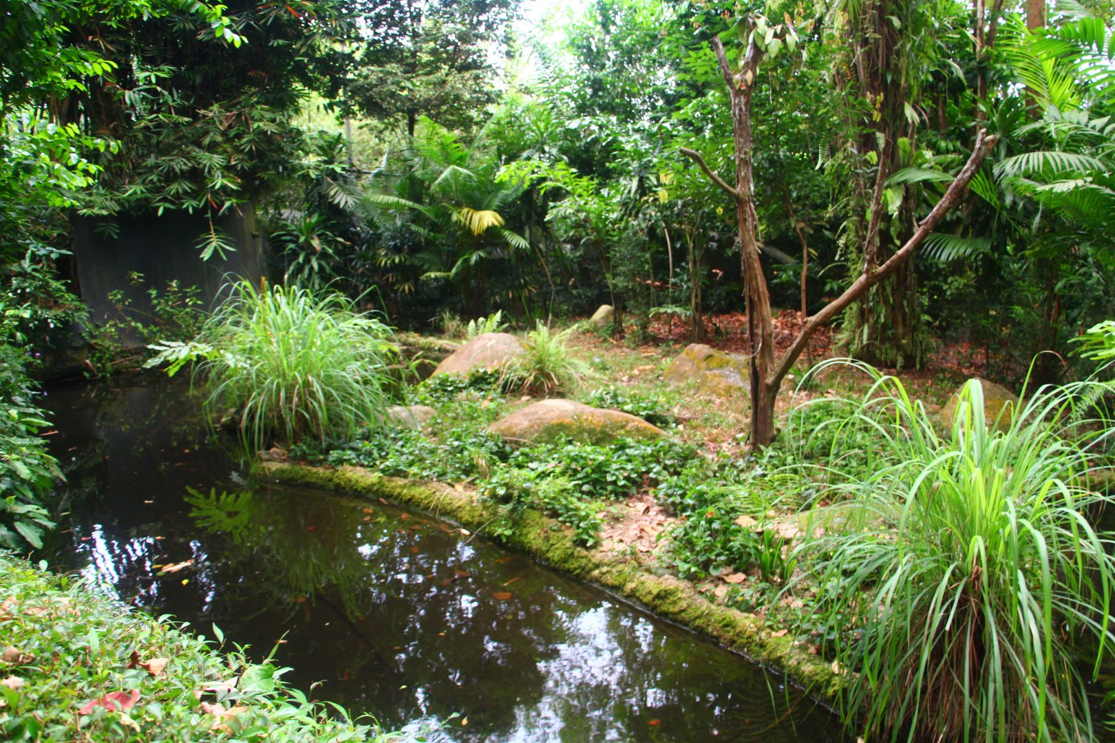 Fishing Cat Trail - Fishing Cat exhibit