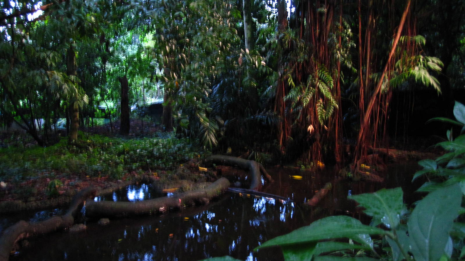 Fishing Cat Trail - Fishing Cat exhibit